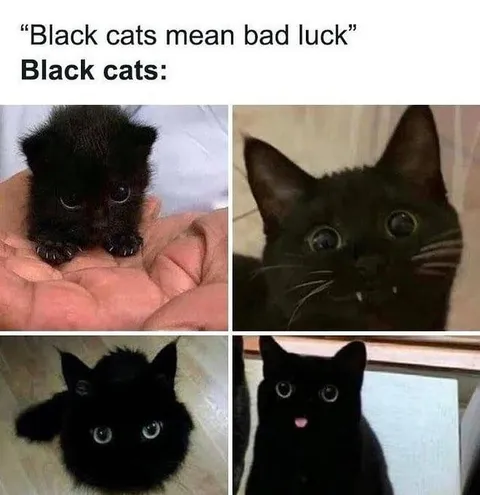 There are still people who think that black cats are bad luck.