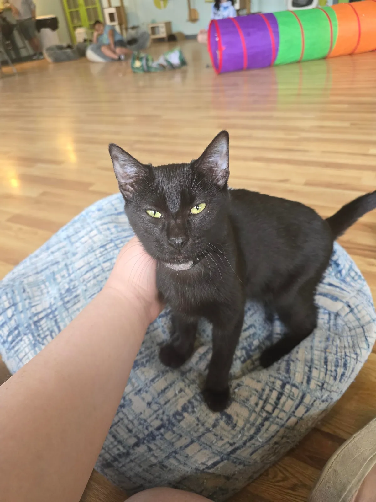 One year ago, I adopted my very first cat!