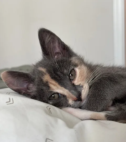 Meet Cheese, I just love her little face.