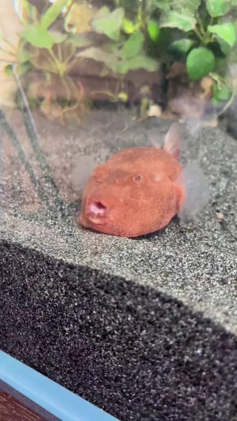 My puffer fish tucks himself into bed