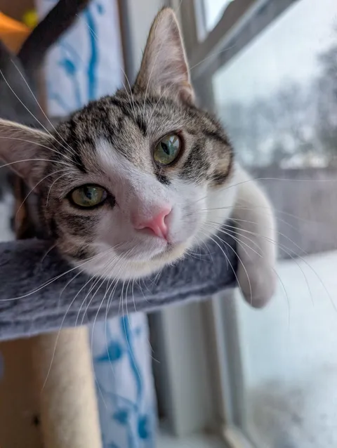 Today is my Indy girl's 1st birthday!