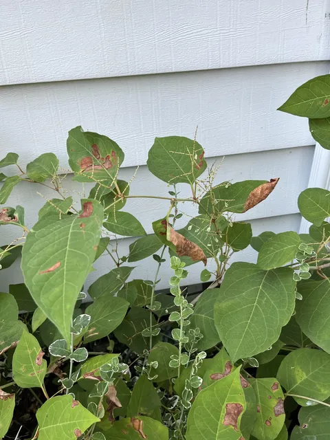 Crazy or Genius: I vacuumed all the seeds off the knotweed.