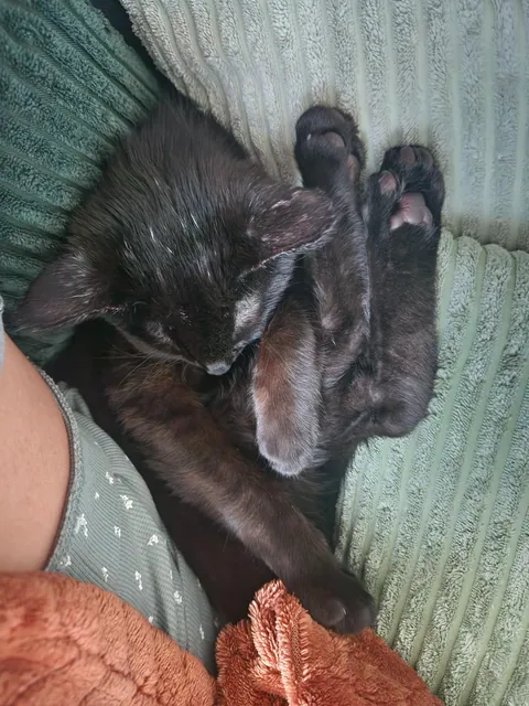 Anyone else have a cuddle bug?