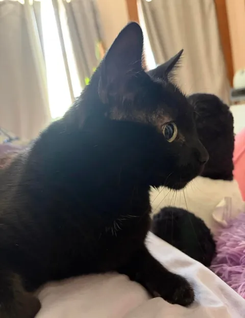 Sonya’s second adoptaversery