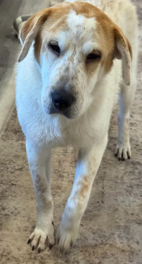 Our new foster, Gibby 🥹