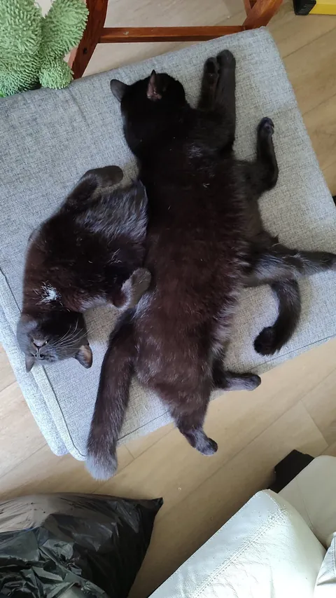 My very bonded pair, Harry and Peter. The bastards never cuddle with me.