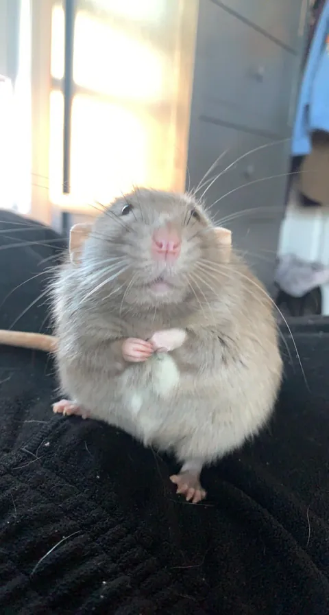 My polite rat, Jimmy