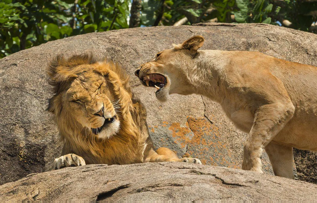 🔥 A Lioness appears to chew the ear off a Lion during a conversation at Serengeti National Park in Tanzania.