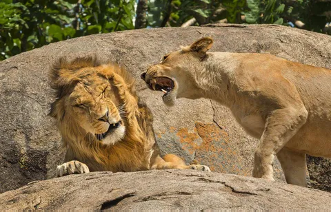 🔥 A Lioness appears to chew the ear off a Lion during a conversation at Serengeti National Park in Tanzania.