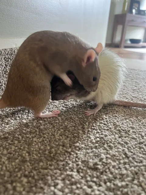 NEW LESSON LEARNT: Keep the toilet lid closed during free roam 🥲