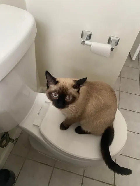 guardian of toilets