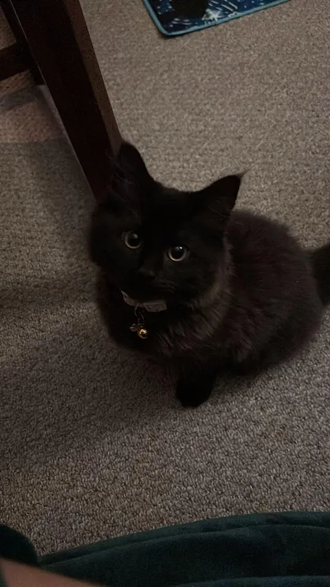 My friend's kitten Duchess says hi