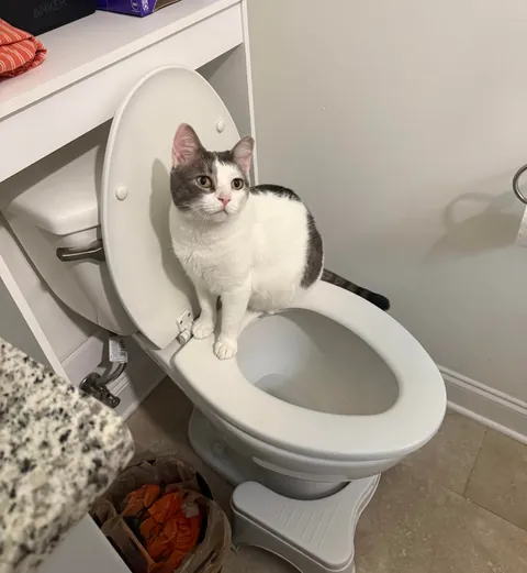 Sure, those are places to sit.