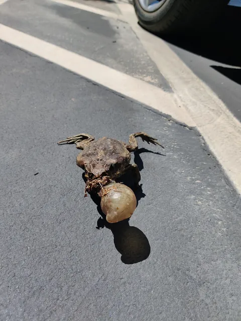 Found this in the parking lot of my condo this morning..