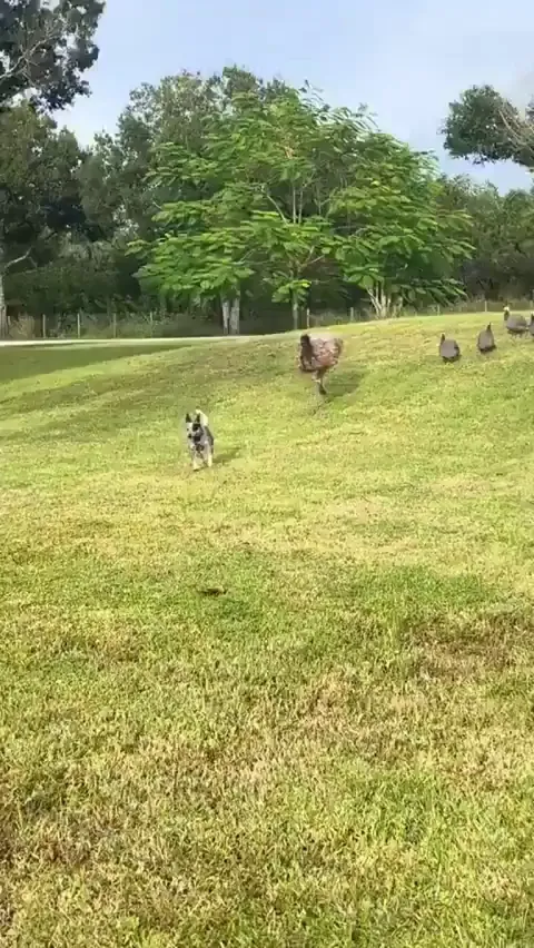 It looks like straight out of a cartoon