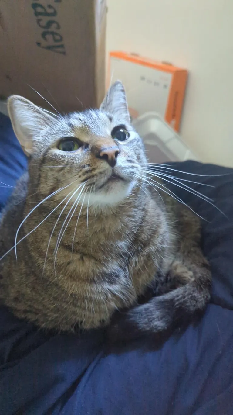 How do I rehome a cat? I don't want to, I love him, but I'm going to be homeless in a few days.