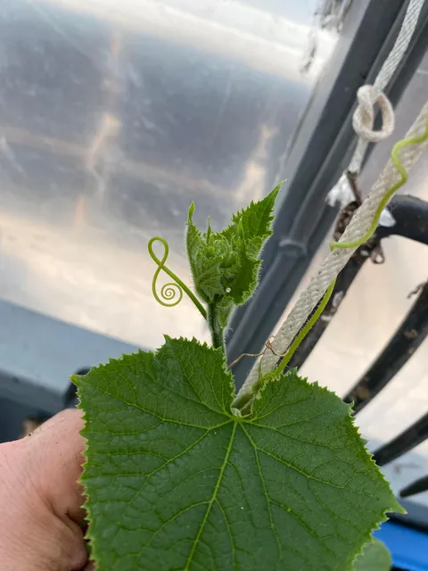 Treble clef found in my cucumber plant this morning