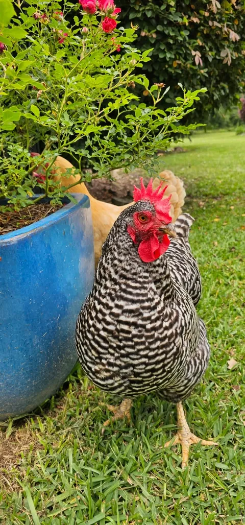My Wife's Raised Bed Garden Over the Years