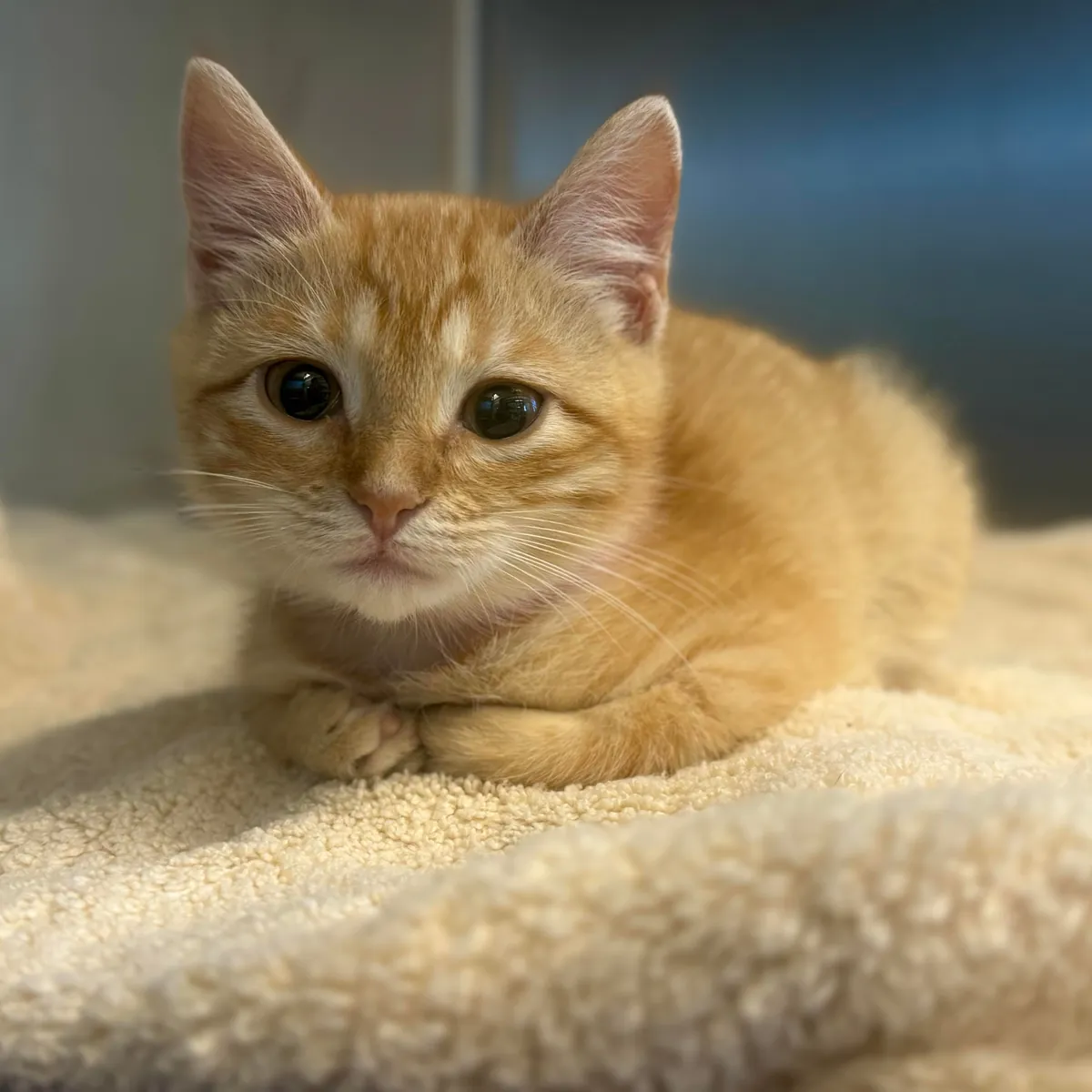 Im a shelter vet tech and spent NYE with my friend Flame