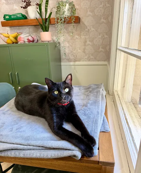 Foster Fail. Welcome home, Vinny!