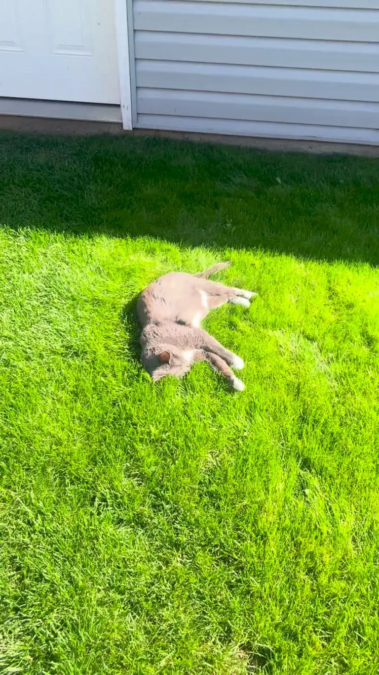 Sunbathing Indoor Girl