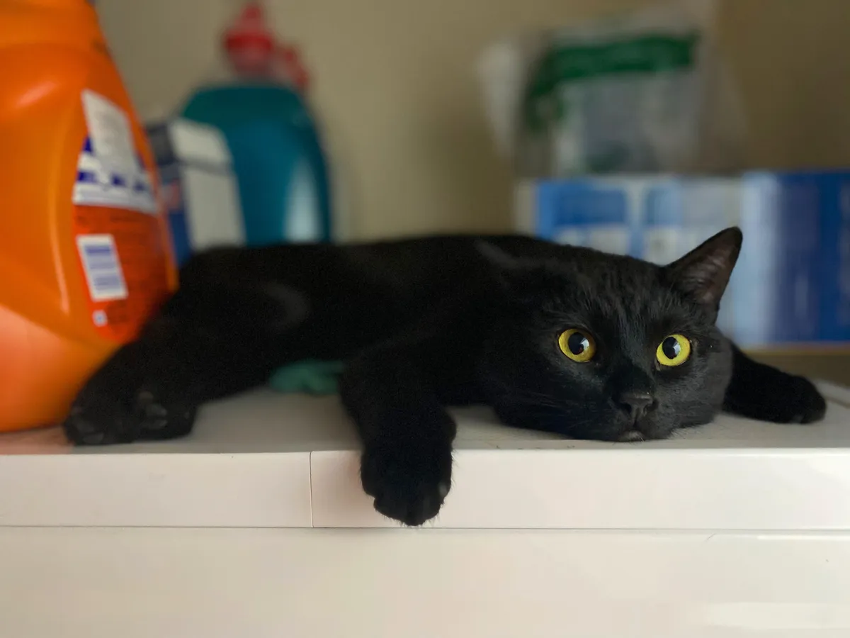 ITAP of my cat laying on a warm dryer