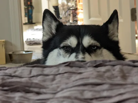 Lindsay as she realizes that me laying down to take a nap means no walks until I wake up 😂