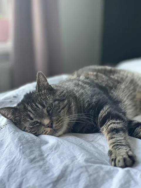 My cat Curry is missing, and my heart is broken. I feel like I failed him.