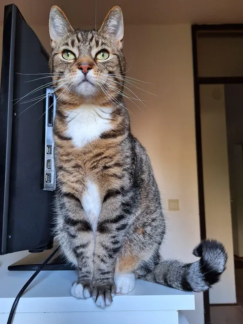 My roommate is a gentleman