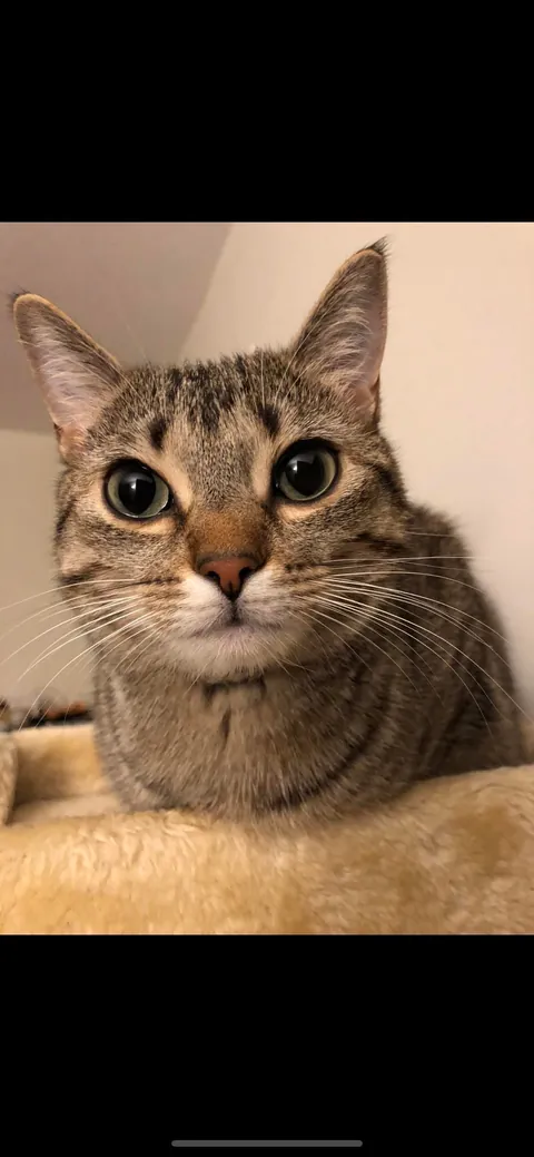 Lost my baby girl of 8 years yesterday