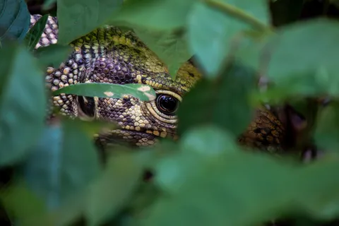 Some Thai wildlife shots from over the last year