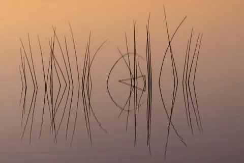 ITAP of some reeds in morning light