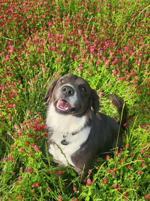 He gets so happy when it's spring time! 