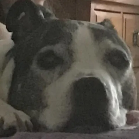 More of da old pupper. She likes to stare a lot lol.