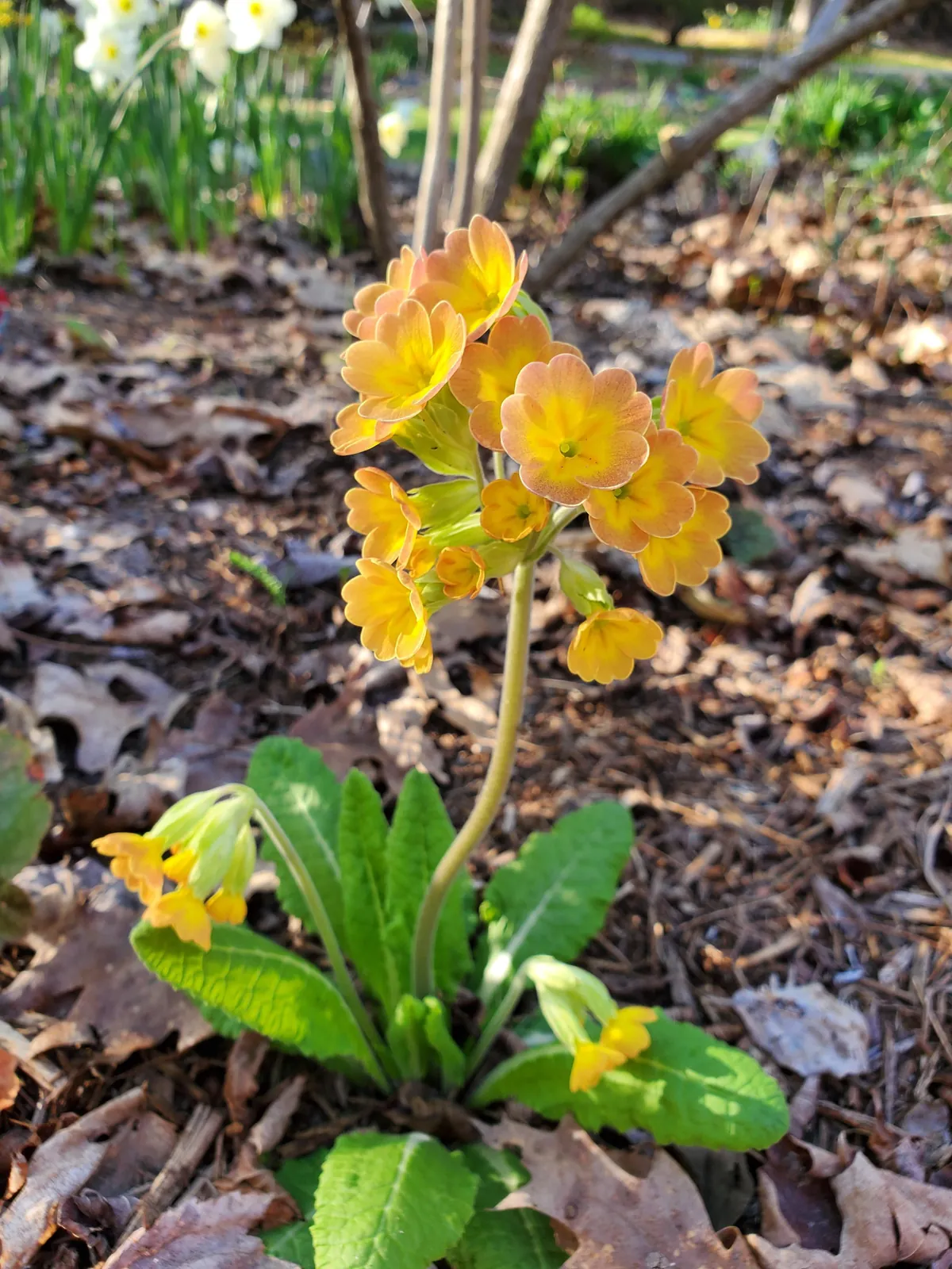 Golden hour in the garden
