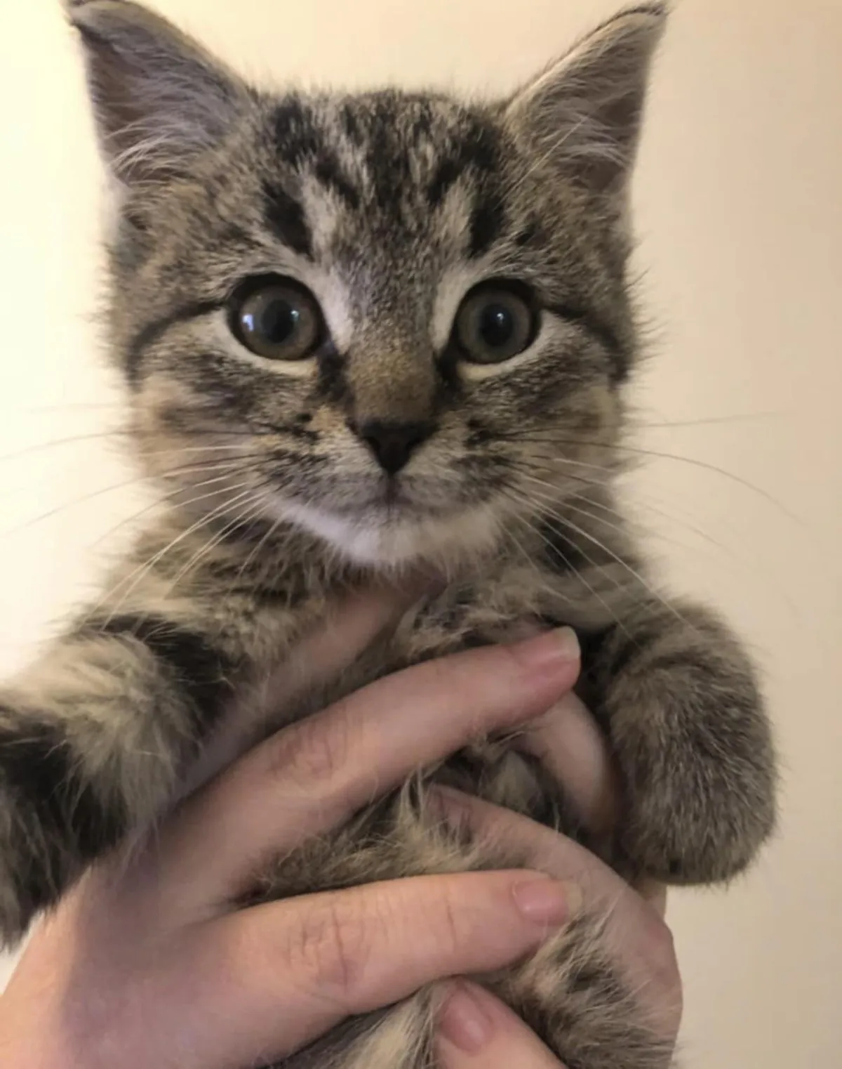 He was such a little guy, now he’s almost 12-13 pounds-