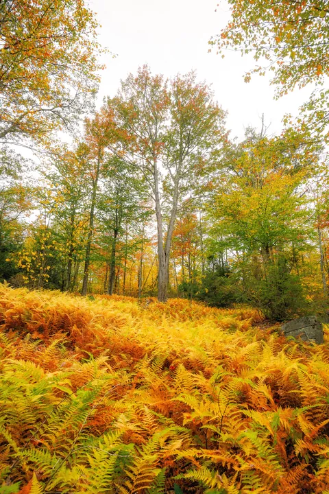 Forest of gold, Pennsylvania, USA, [OC], 3989x5984.