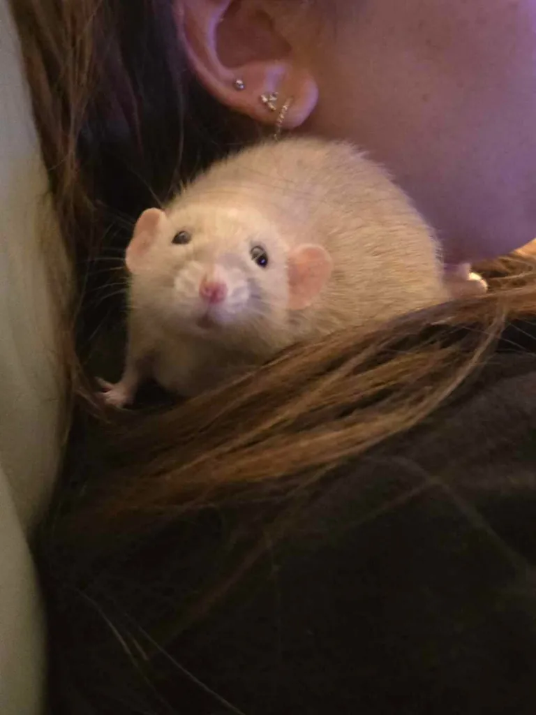 The brother of Jimily, Doby🩷