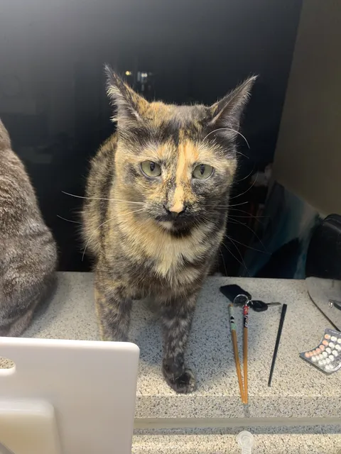 My GF's Dad said Mochi is ugly, looks poor and sad, and like a beggar. What should I do?