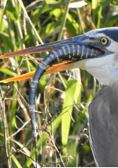 Heron swallows baby alligator whole, its long tail protruding from the heron's gullet