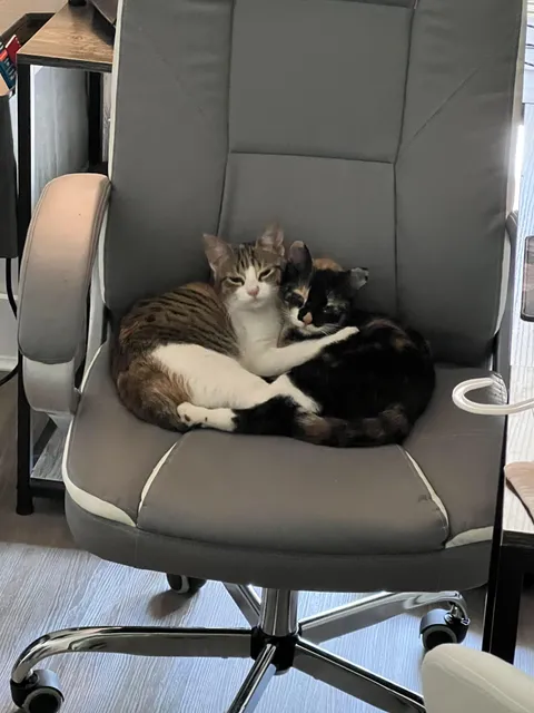 Office chair occupied. Work will have to wait