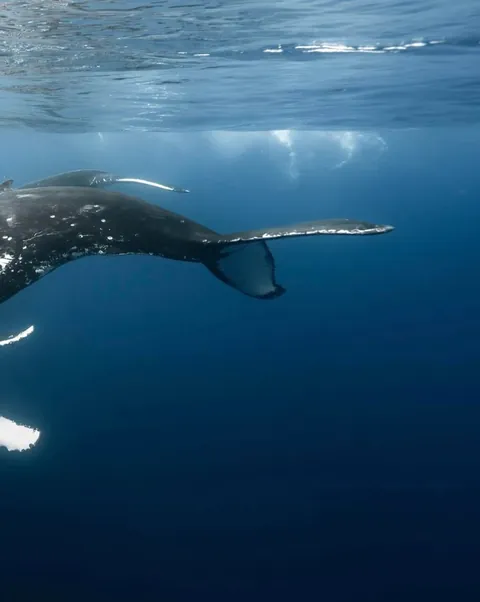 Photographer Rachel Moore captures stunning Photos of whales and sharks