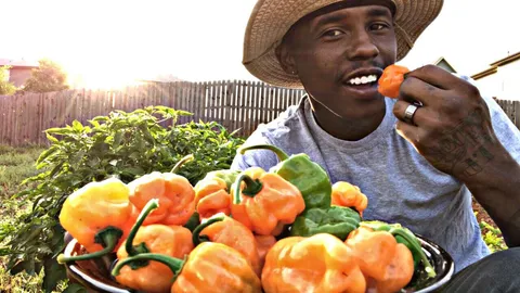 FIRST TIME HARVESTING HABANERO PEPPERS