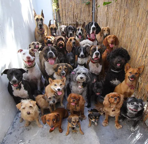 Dogs taking a group picture