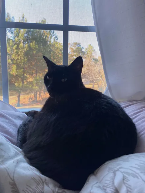 what do you call this shape