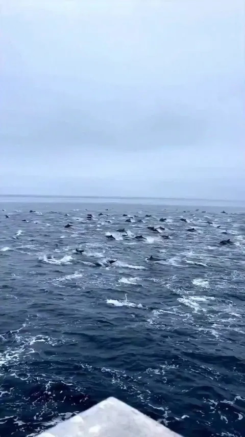 🔥Dolphin watching in San Diego, California.