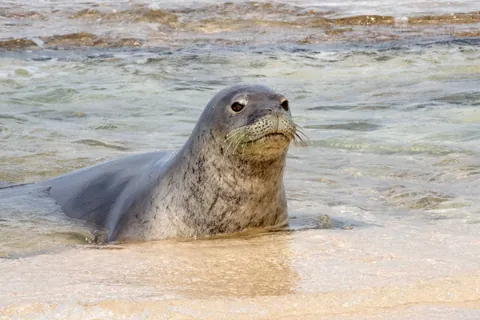 The Hawaiian monk seal is one of the world’s rarest seals only about 1,570 remain.They’re disappearing due to fishing-gear entanglement, rising sea levels that erase their pupping beaches, food shortages, and marine pollution. A species that survived millions of years is now struggling because of us