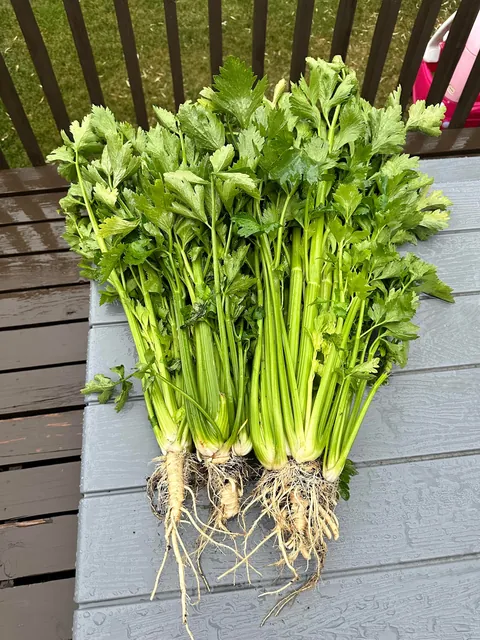 Anyone else save crushed eggshells all winter and till them into the garden? Does it really add calcium or am I just imagining the great results?