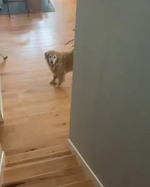 This is Baker. He dances when it’s dinner time.