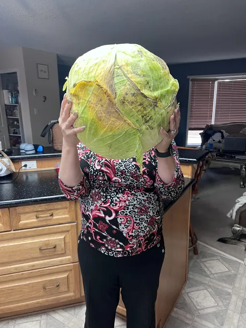 One of the biggest cabbage i have seen